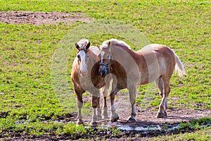 Two brown draft horses on farm land