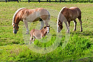 Two brown draft horses and a miniature horse on farm land