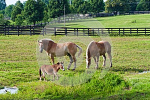 Two brown draft horses and a miniature horse on farm land