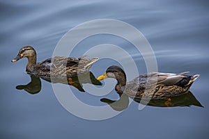 Two brown Ducks in calm lake