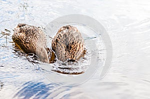 Two brown ducks, ducklings diving to catch the food in lake near the beach, feeding time. Water birds species in the waterfowl