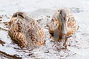 Two brown ducks, ducklings diving to catch the food in lake near the beach, feeding time. Water birds species in the waterfowl