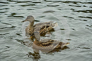 Two brown ducks or quacks swim across a calm lake. Moving in one direction