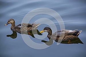 Two brown Ducks in calm lake photo