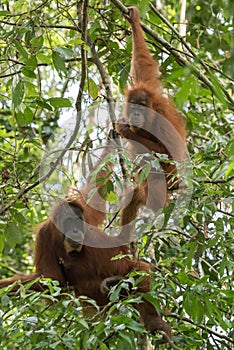 Two brown-eyed adult orangutan hanging on the branches Bohorok, photo