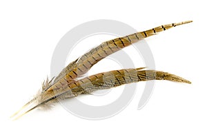 Two brown feathers isolated on white