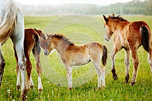 Two brown foals graze in the pasture. In the summer day