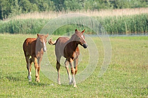 Two brown foals running