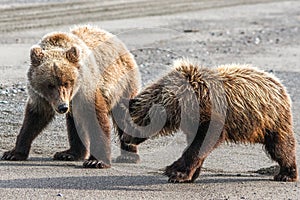 Two Brown Grizzly Bear Cubs Playing on Beach