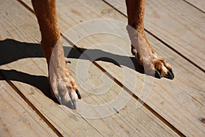 Two brown hairy paws of a little dog with long black nails