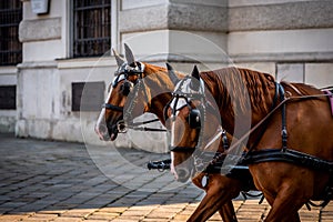 Two brown harnessed horses in Vienna