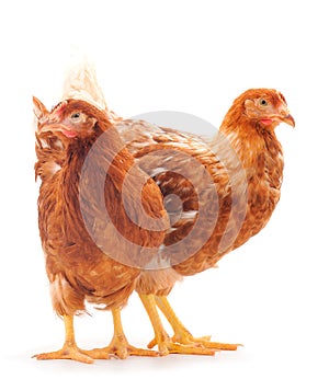 Two brown hens isolated