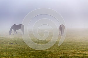 Two brown horse in enclosure