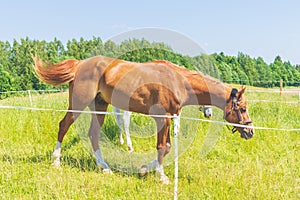 Two Brown horse at farm.Brown Horse standing on a green summer Field.Forest background