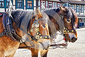 Two brown horse heads from a carriage driving tourists. Center of the city Wernigerode. Saxony-Anhalt, Germany