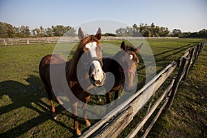 Two brown horse in the ranch