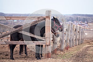 two brown horse stands