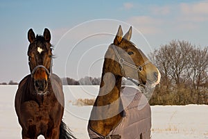 two brown horse walking together