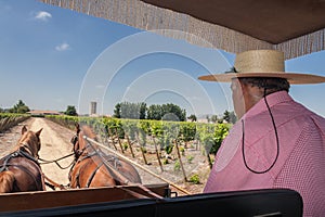 Horses Charriot in Vineyard Chile