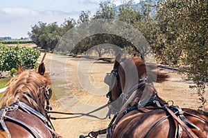 Horses Charriot in Vineyard Chile photo