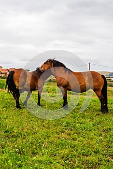 Two brown horses embracing showing affection. Ajo, Cantabria photo