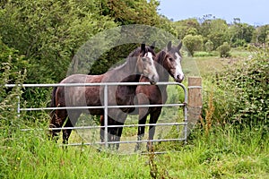 Dos marrón caballos sobre el 