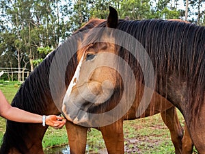 Dos marrón caballos sobre el. vista de cerca de cabeza 