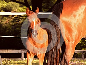 Two brown horses on a field, mother and baby foal. Close up of the foal.