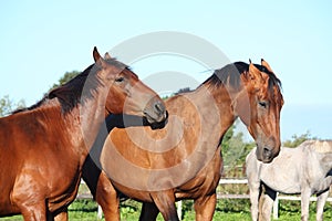 Two brown horses fighting playfully