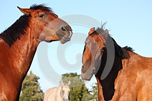 Two brown horses fighting playfully