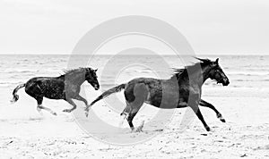 Two brown horses galloping on the seashore.