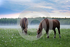 Two brown horses graze in a meadow with dandelions on the background of fog.