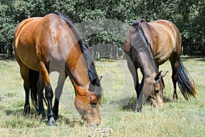 Two brown horses grazing in a forest field in the sun