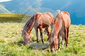 Two brown horses grazing on mountain pasture in Carpathians