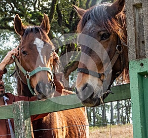 Two brown horses by a green fence.