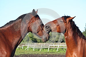 Two brown horses lovingly nuzzling each other