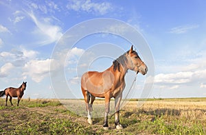 Two brown horses on the meadow. First on front chained. Sunny countryside landscape