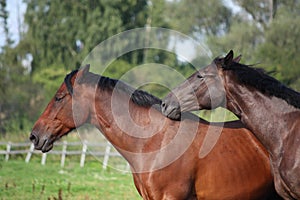 Two brown horses nuzzling each other