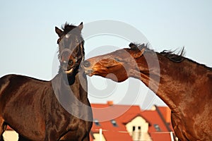 Two brown horses playfully fighting