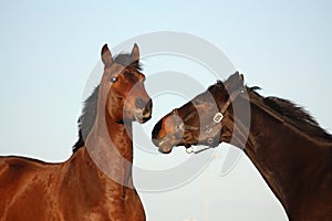 Two brown horses playfully fighting