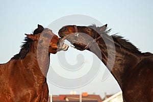 Two brown horses playfully fighting
