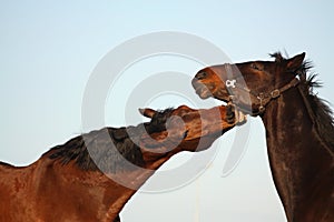 Two brown horses playfully fighting