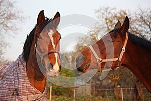 Two brown horses playing together