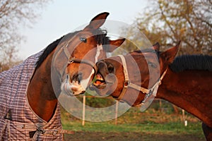 Two brown horses playing together