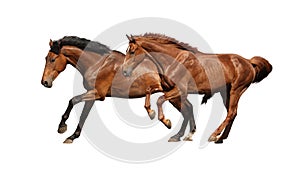 Two brown horses running fast isolated on white