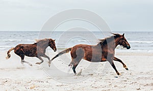 Two brown horses running fast on the seashore.