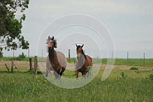 Two brown horses running in a field farm domestic equine therapy