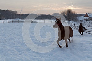 Two brown horses running in the snow field