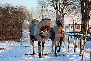 Two brown horses running together