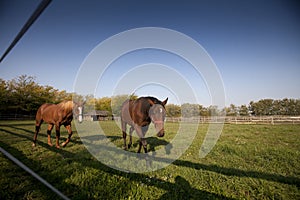 Two brown horses walk in a paddock